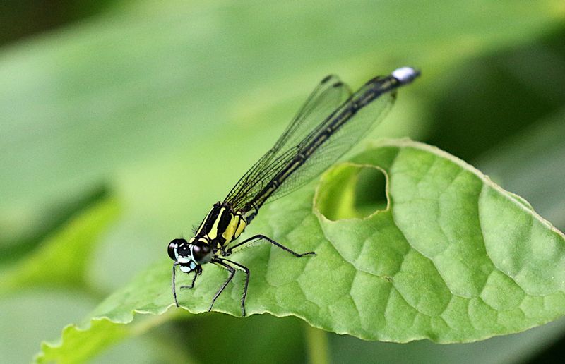 Anisopleura furcata