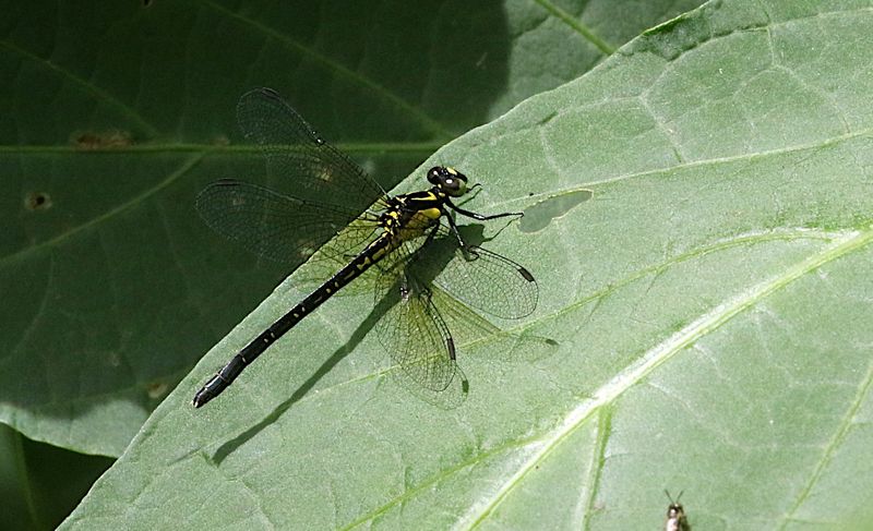 Davidius fruhstorferi 