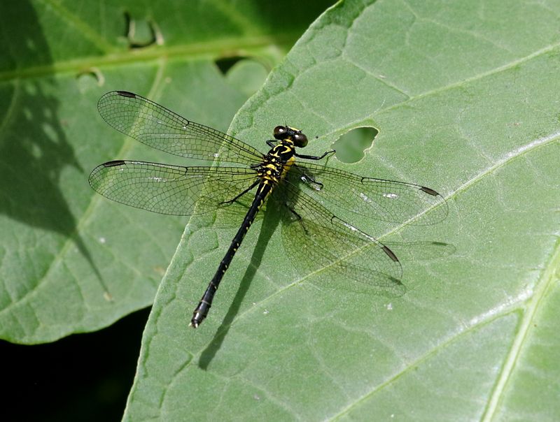 Davidius fruhstorferi 