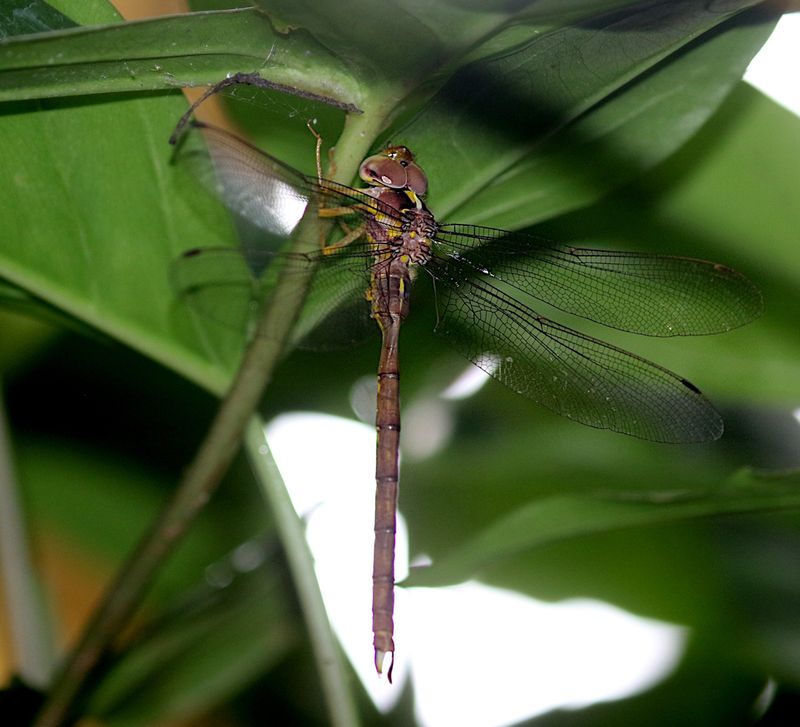 Petaliaeschna flavipes 