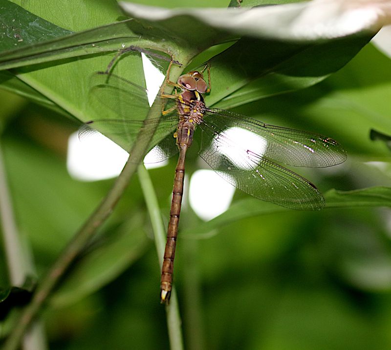Petaliaeschna flavipes 