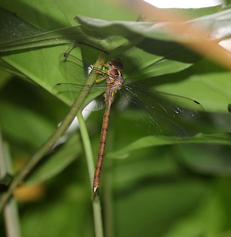 Petaliaeschna flavipes