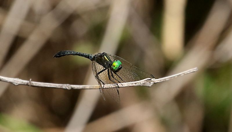 Emerald Dwarf (Nannophyopsis clara)