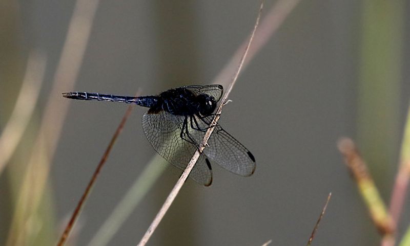 Restless Demon (Indothemis limbata)