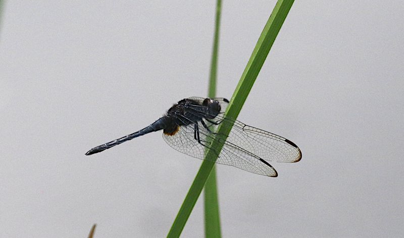 Restless Demon (Indothemis limbata)
