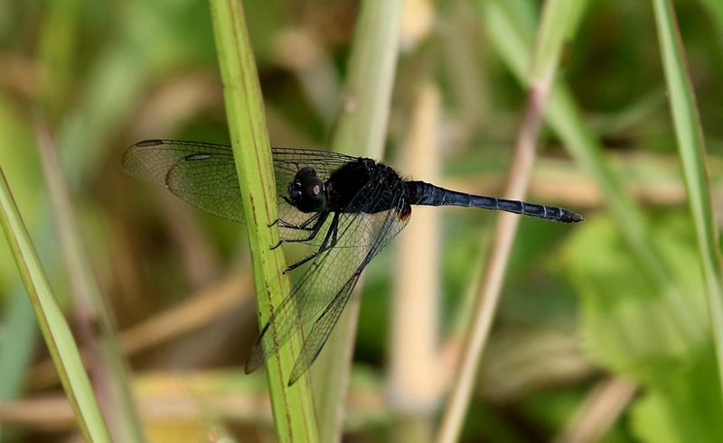 Restless Demon (Indothemis limbata)