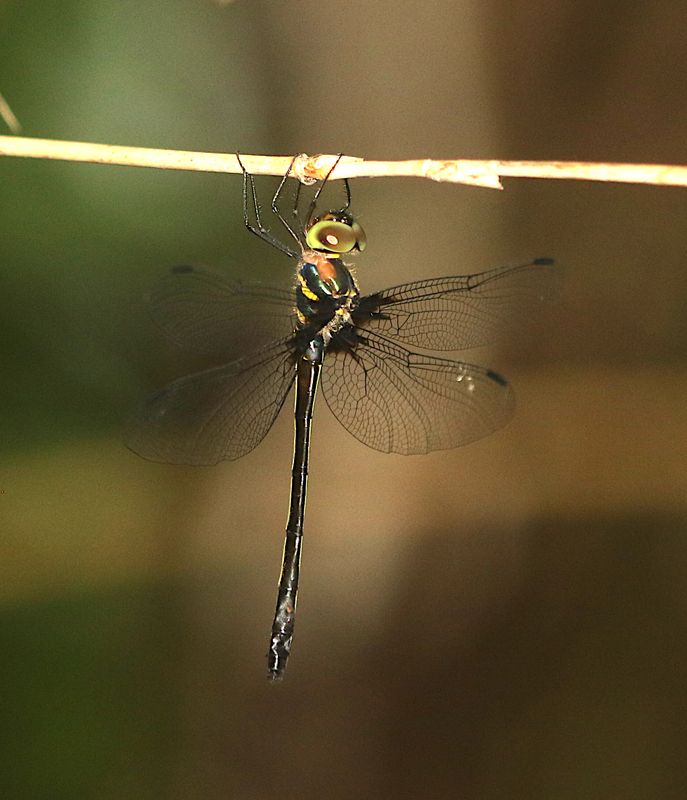 Common Shadow-Emerald (Macromidia rapida)