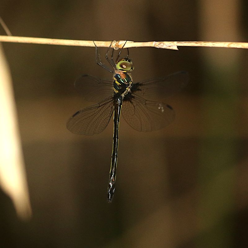 Common Shadow-Emerald (Macromidia rapida)