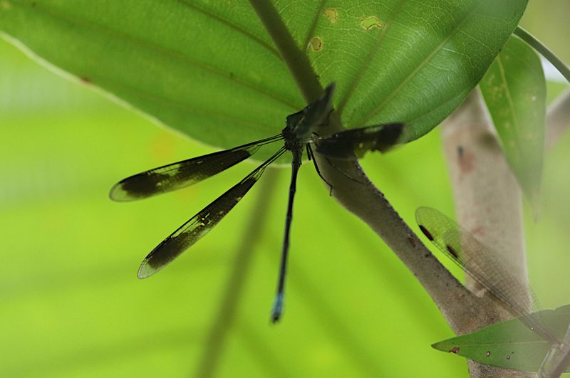 Orolestes selysi