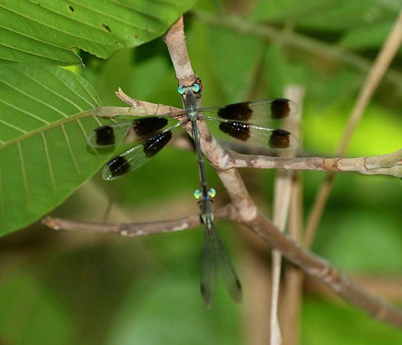 Orolestes octomaculatus