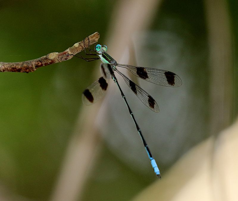 Orolestes octomaculatus 