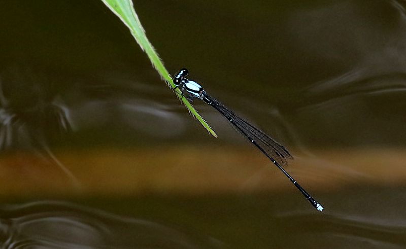 Prodasineura doisuthepensis