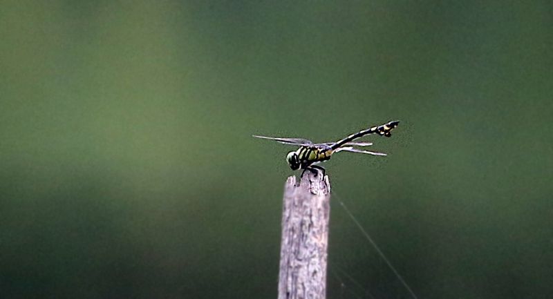 Golden Flangetail (Sinictinogomphus clavatus)
