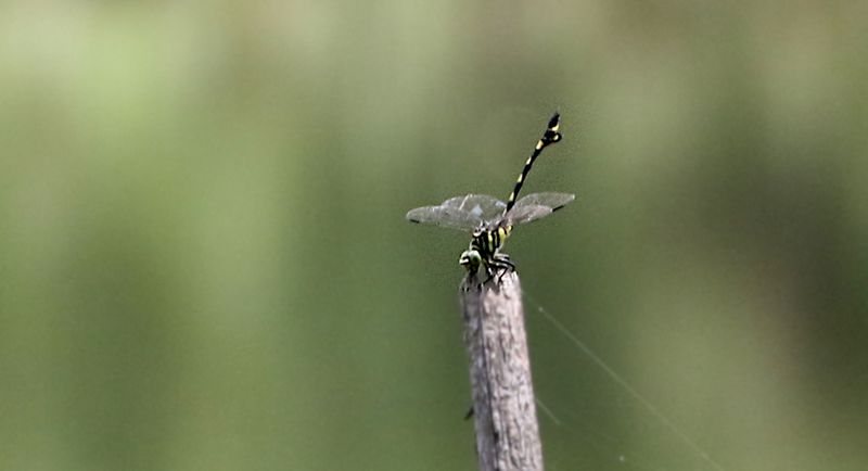 Golden Flangetail (Sinictinogomphus clavatus)