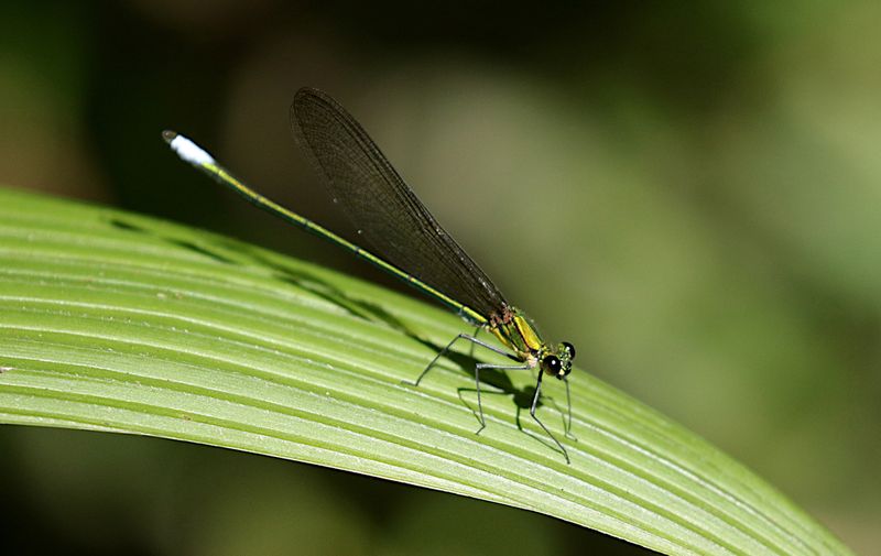 Vestalaria smaragdina