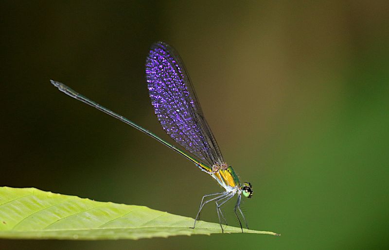 Vestalis anne