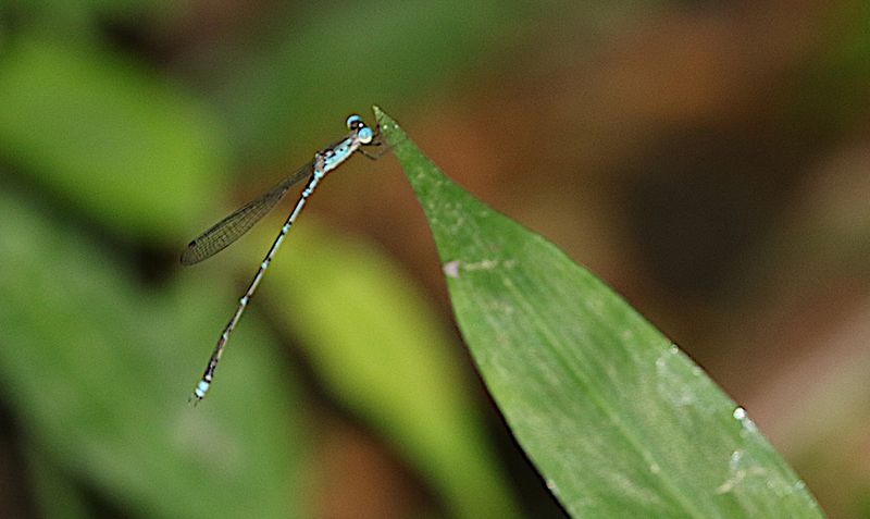 Indolestes anomalus