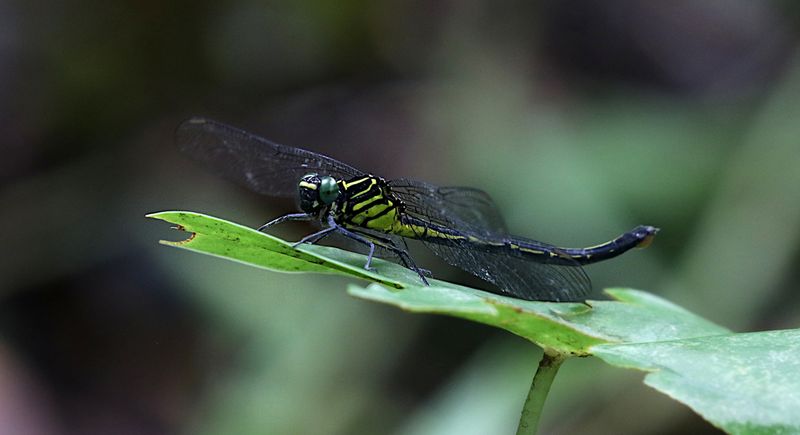 Mattigomphus pinratani