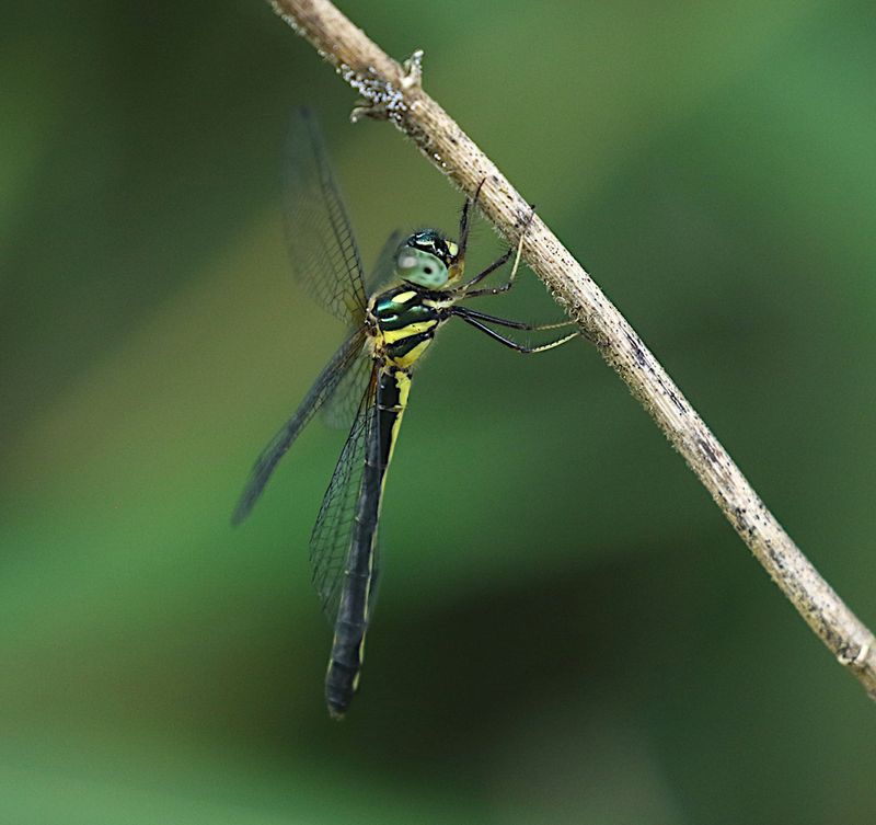 Idionyx optatus