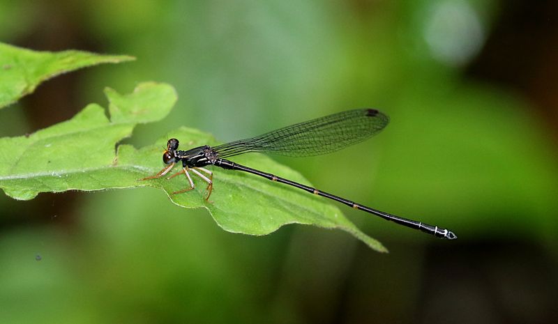 Burmargiolestes melanothorax 