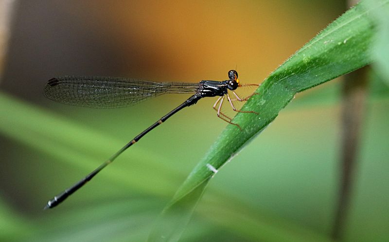 Burmargiolestes melanothorax 