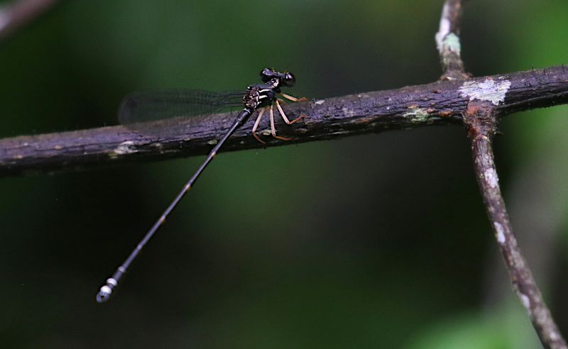 Burmargiolestes melanothorax