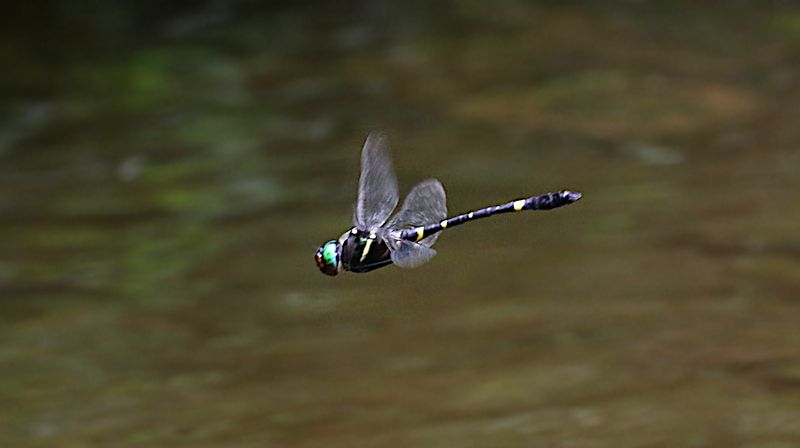 Macromia pyramidalis