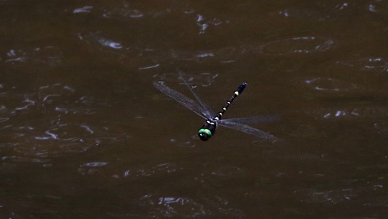 Macromia pyramidalis