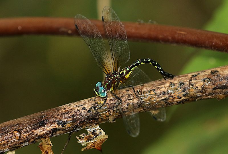 Sarasaeschna pramoti 