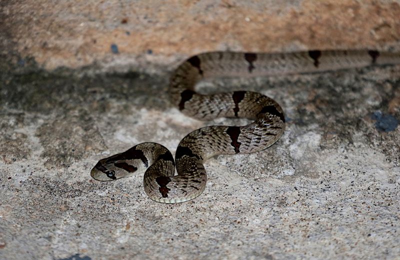 Snakes