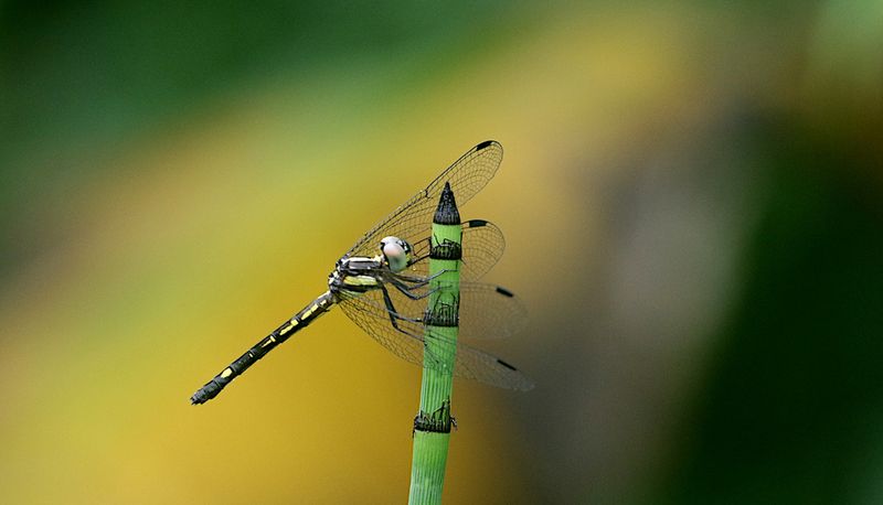 Eastern Junglewatcher (Hylaeothemis clementia)