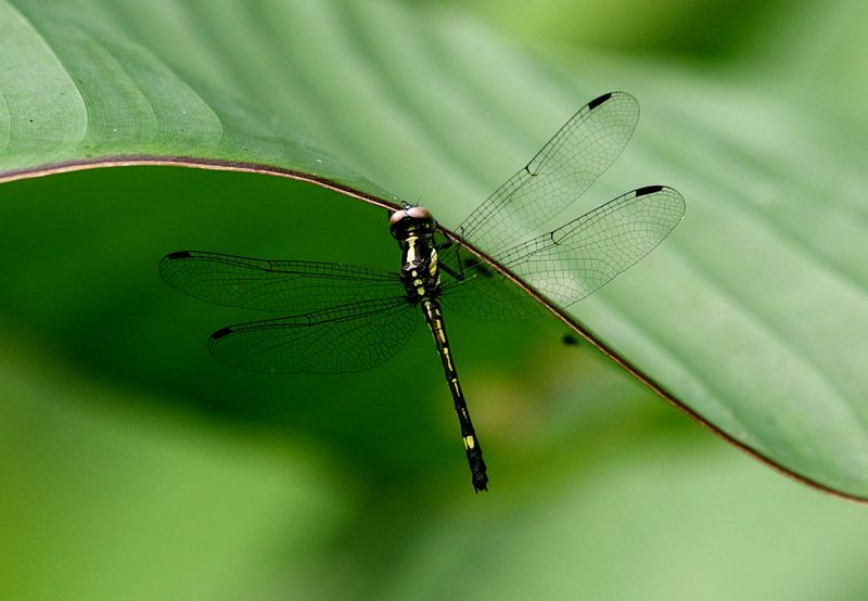 Eastern Junglewatcher (Hylaeothemis clementia)