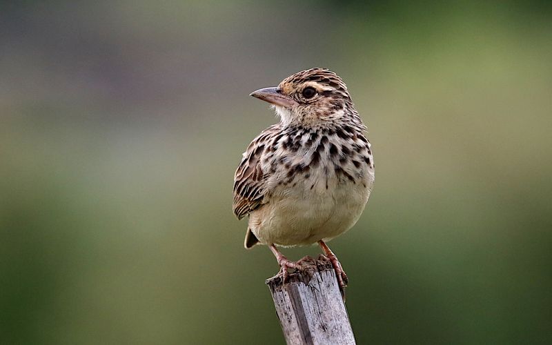 Indo-chinese Bushlark