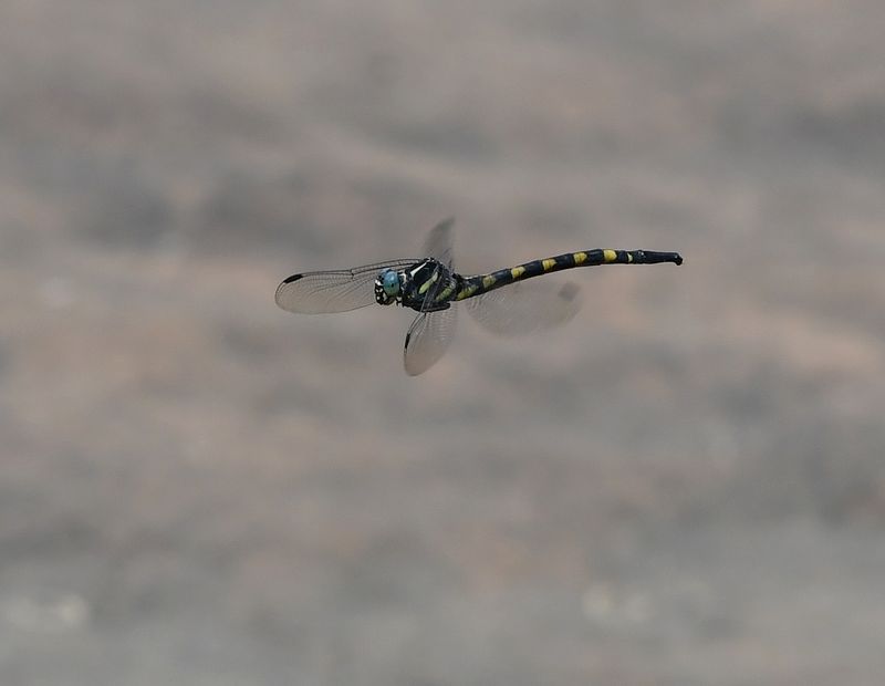 Macrogomphus albardae