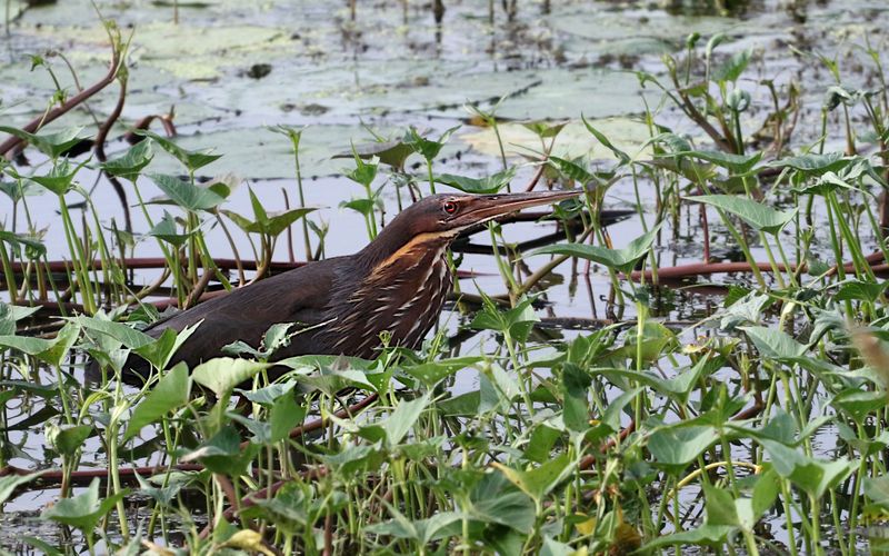 Black Bittern