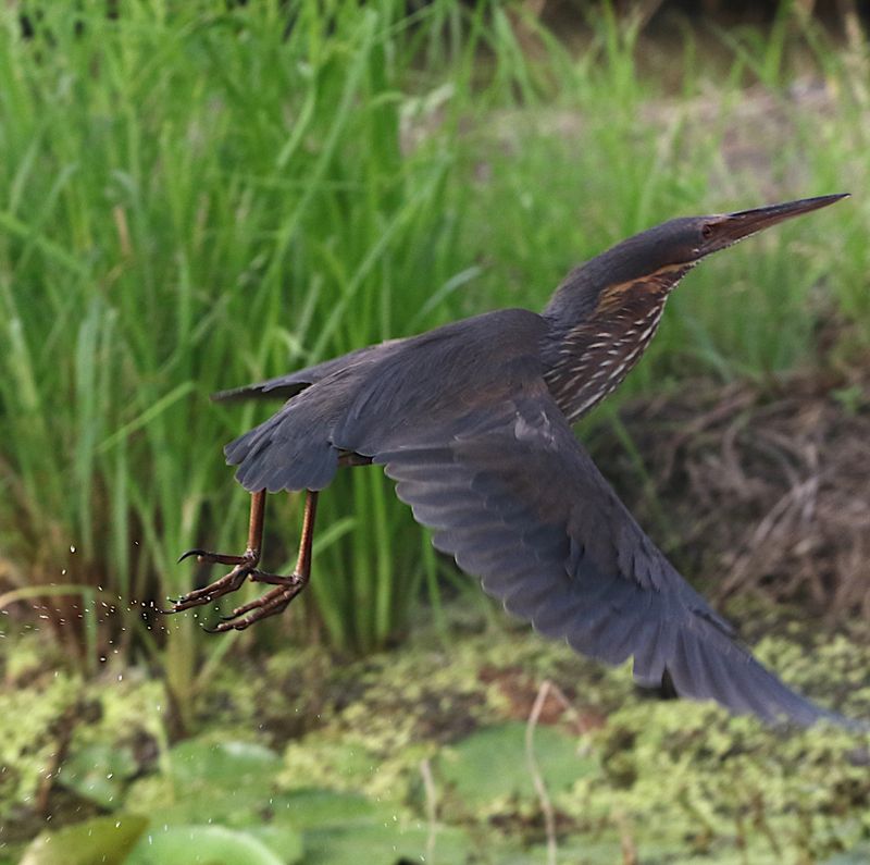 Black Bittern