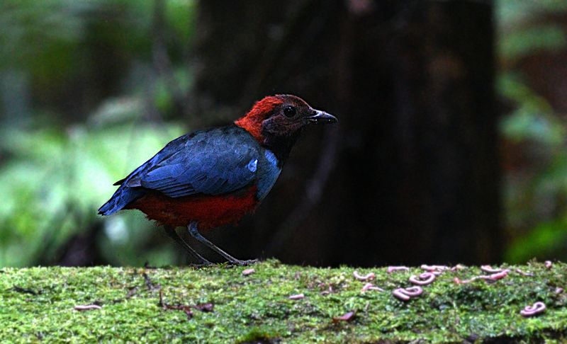 Papuan Pitta