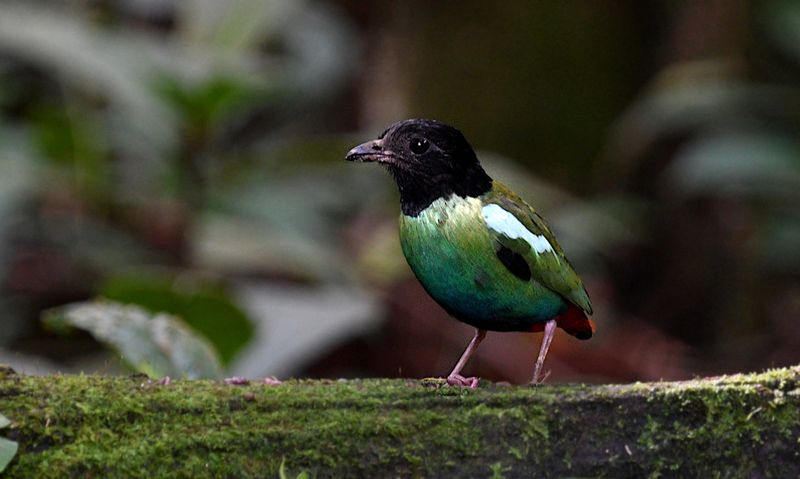 Eastern Hooded Pitta