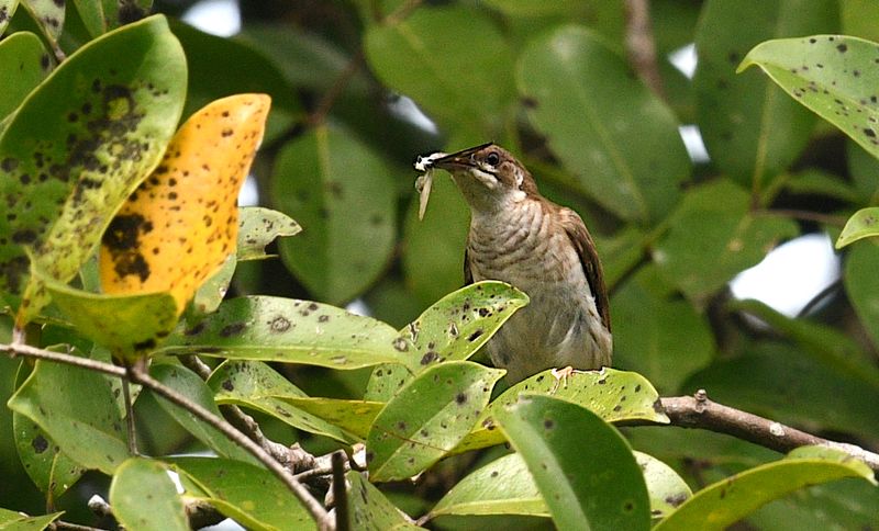 Brown-backed Honeyeater