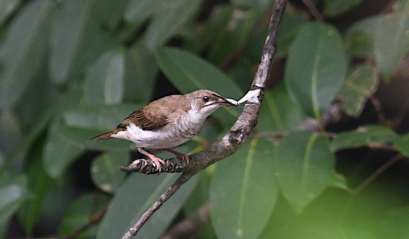 Brown-backed Honeyeater
