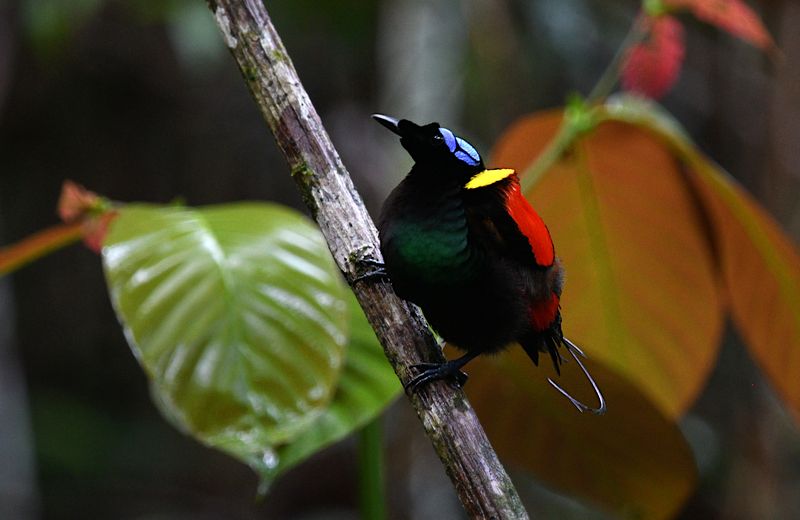 Wilson's Bird of Paradise