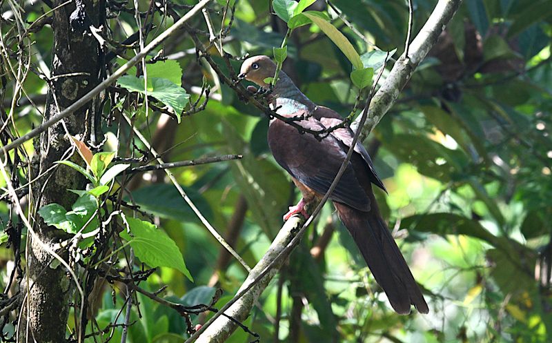 Sultan's Cuckoo-Dove