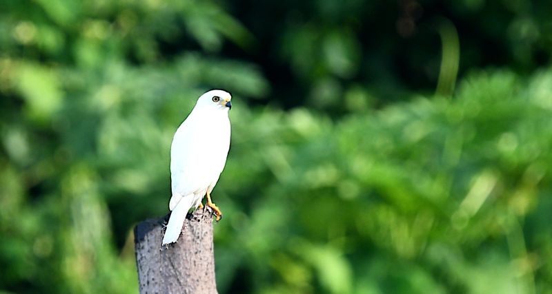 Variable Goshawk
