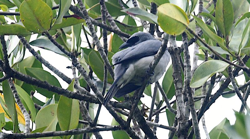 White-bellied Cuckoo-Shrike
