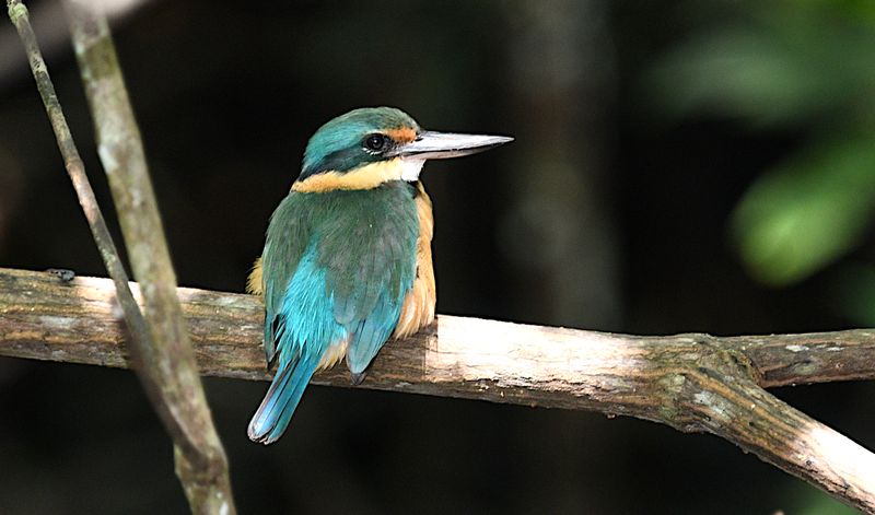 Sacred Kingfisher
