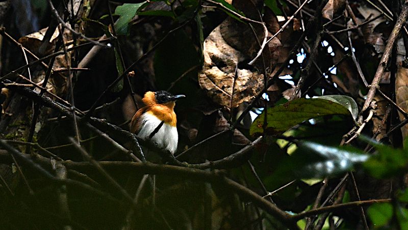 Frilled Monarch