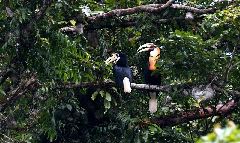 Papuan Hornbill