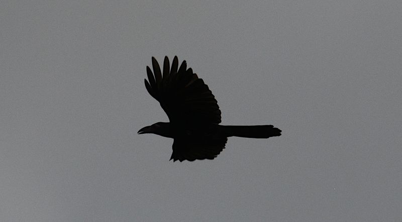 Birds of West Papua