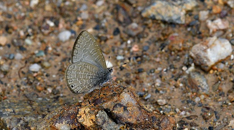 Mauve Line-Blue (Petrelaea tombugensis)