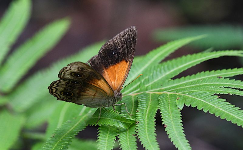Mycalesis cacodaemon 